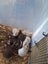 Baby girl mice Carousel 1