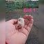 Baby girl mice Carousel 2