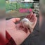 Baby girl mice Carousel 4