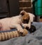 Spoilt for Choice! these sweet pups, and more :) Carousel 7