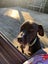 ADOPTED **Carlos** Diego's Rescue Carousel 10