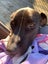 ADOPTED **Carlos** Diego's Rescue Carousel 11