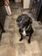 ADOPTED **Carlos** Diego's Rescue Carousel 1