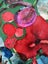 Original Alcohol Ink Collage-Connected 2026 Carousel 4