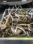 50 Sets of Deer Antlers Carousel 2
