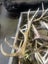50 Sets of Deer Antlers Carousel 4