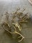50 Sets of Deer Antlers Carousel 1