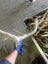 50 Sets of Deer Antlers Carousel 5