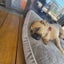 4-year-old Pug x Australian Terrier. Carousel 3