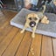 4-year-old Pug x Australian Terrier. Carousel 1