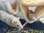 Rats with cage Carousel 3