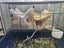 Rats with cage Carousel 2