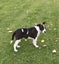 Pets or Hunting Puppies Carousel 13