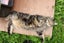 Found - Tabby DSH Male Cat Carousel 3