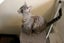 Found - Grey Tabby DSH Female Cat Carousel 3
