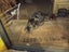 Found - Dark/Silver Face Tabby Carousel 3