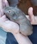Cute guinea pigs for sale Carousel 2