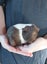 Cute guinea pigs for sale Carousel 3