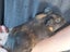 Cute guinea pigs for sale Carousel 5