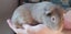 Cute guinea pigs for sale Carousel 6