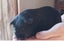 Cute guinea pigs for sale Carousel 7