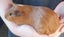 Cute guinea pigs for sale Carousel 8