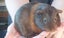 Cute guinea pigs for sale Carousel 9