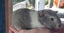 Cute guinea pigs for sale Carousel 4