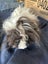 Guinea Pigs ...... Healthy and Happy to good homes Carousel 2
