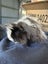 Guinea Pigs ...... Healthy and Happy to good homes Carousel 3