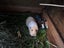 2x Female Guinea Pigs, Hutches, Equipment, Hay - Pick Up Miramar Wellington Carousel 7