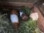 2x Female Guinea Pigs, Hutches, Equipment, Hay - Pick Up Miramar Wellington Carousel 8