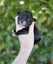 Golden Retriever x Border Collie Puppies Carousel 3