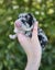 Golden Retriever x Border Collie Puppies Carousel 5