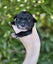 Golden Retriever x Border Collie Puppies Carousel 6