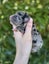 Golden Retriever x Border Collie Puppies Carousel 7