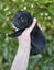 Golden Retriever x Border Collie Puppies Carousel 8