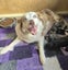 Golden Retriever x Border Collie Puppies Carousel 9