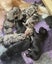 Golden Retriever x Border Collie Puppies Carousel 11