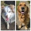 Golden Retriever x Border Collie Puppies Carousel 12