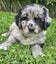 Golden Retriever x Border Collie Puppies Carousel 13