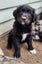 Golden Retriever x Border Collie Puppies Carousel 14