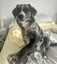 Golden Retriever x Border Collie Puppies Carousel 15