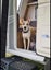 Molly needs a new home Carousel 15