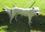 HUMANE SOCIETY RESCUE DOG - SPROUT the SHAR PEI X Carousel 2