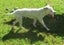 HUMANE SOCIETY RESCUE DOG - SPROUT the SHAR PEI X Carousel 3