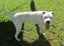 HUMANE SOCIETY RESCUE DOG - SPROUT the SHAR PEI X Carousel 4