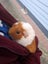 2x Female Guinea Pigs, Hutches, Equipment, Hay - Pick Up Miramar Wellington Carousel 5
