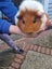 2x Female Guinea Pigs, Hutches, Equipment, Hay - Pick Up Miramar Wellington Carousel 4