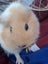 2x Female Guinea Pigs, Hutches, Equipment, Hay - Pick Up Miramar Wellington Carousel 3